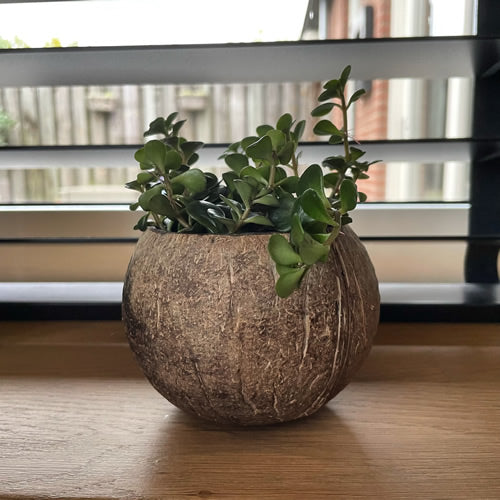 Noix de coco vide - Moyenne #10